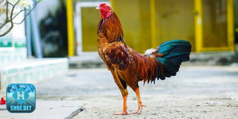 Đá gà Cựa Dao - Cách Tính Thời Gian Và Kết Quả Trận Đấu