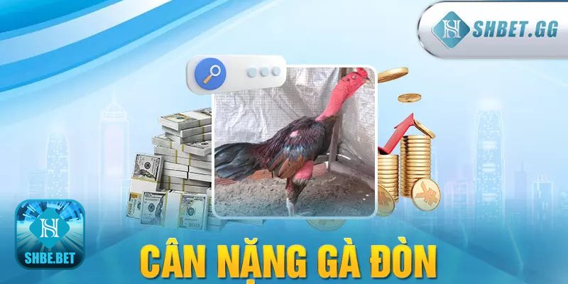 Đá gà đòn - Đá gà đòn là gì? Tinh thần võ đài của gà nòi Việt