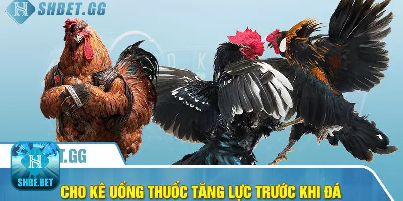 Cho gà uống thuốc gì trước khi đá - Cho gà uống thuốc gì trước khi đá: hiểu đúng, làm đúng Cho gà uống thuốc gì trước khi đá - Cho gà uống thuốc gì trước khi đá: hiểu đúng, làm đúng
