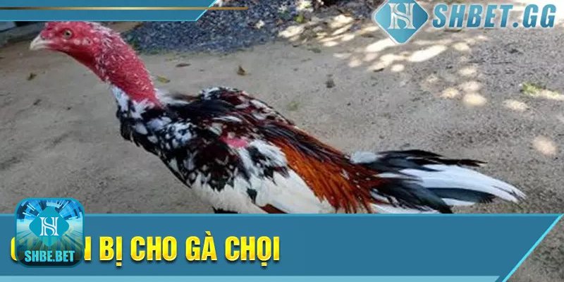 Kinh nghiệm om bóp cho gà chọi - Kinh nghiệm om bóp cho gà chọi: những điều cần cân nhắc Kinh nghiệm om bóp cho gà chọi - Kinh nghiệm om bóp cho gà chọi: những điều cần cân nhắc