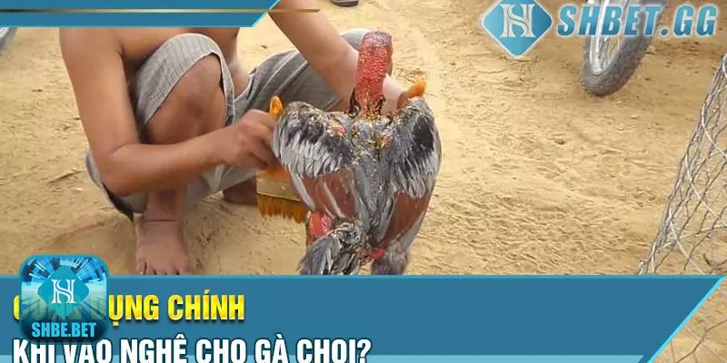 Cách vào nghệ cho gà chọi - Cách vào nghệ cho gà chọi: tổng quan và lợi ích