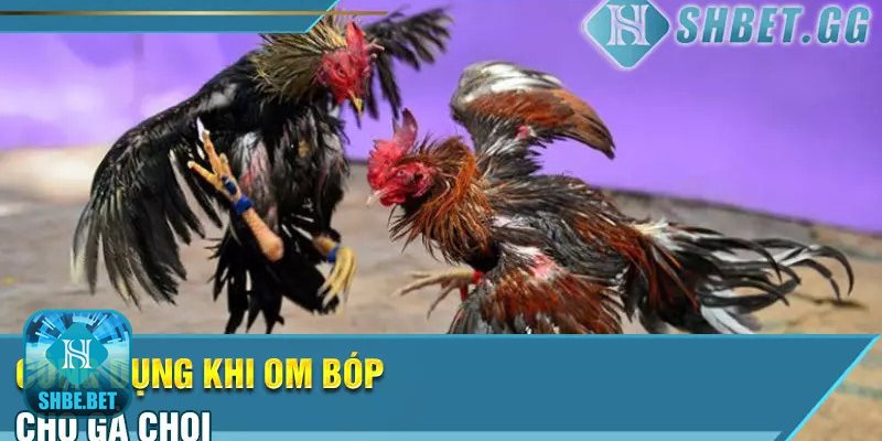Kinh nghiệm om bóp cho gà chọi - Lưu ý pháp lý và đạo đức Kinh nghiệm om bóp cho gà chọi - Lưu ý pháp lý và đạo đức