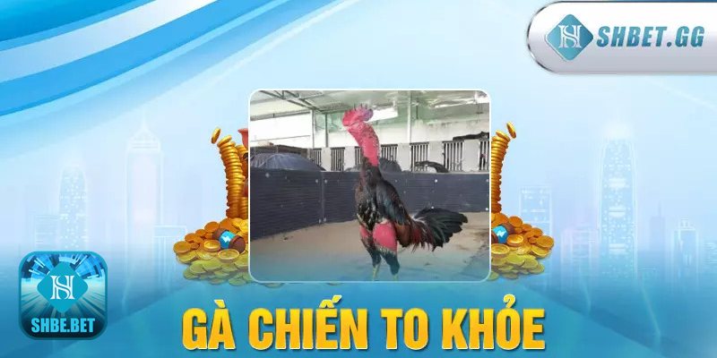 Đá gà đòn - Thể hình & cơ bắp