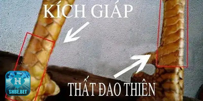 Xem vảy gà đá - Án thiên – cao vị ở sát đầu gối Xem vảy gà đá - Án thiên – cao vị ở sát đầu gối