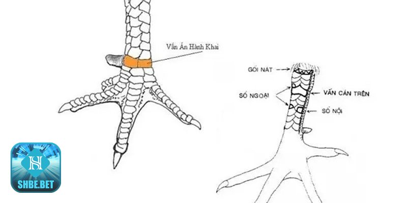 Xem vảy gà đá - Vấn cán – tốt xấu tùy vị trí Xem vảy gà đá - Vấn cán – tốt xấu tùy vị trí