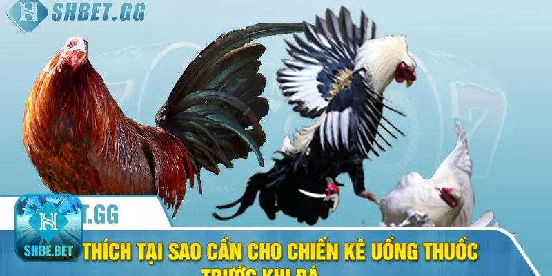Cho gà uống thuốc gì trước khi đá - Bổ sung được thú y khuyến nghị trước giờ ra trường Cho gà uống thuốc gì trước khi đá - Bổ sung được thú y khuyến nghị trước giờ ra trường