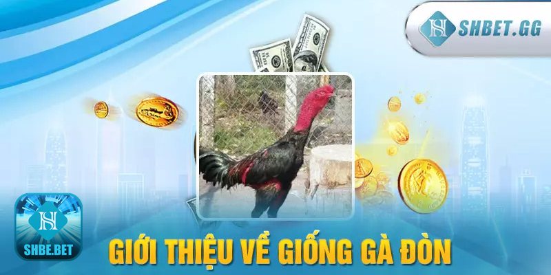 Đá gà đòn - Kỹ thuật xuất chiêu và nhịp trận
