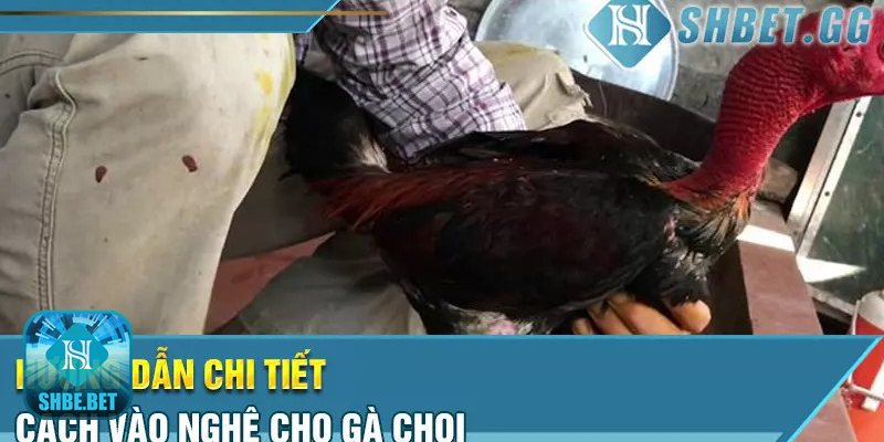 Cách vào nghệ cho gà chọi - Gà nào nên vào nghệ và gà nào cần tránh?