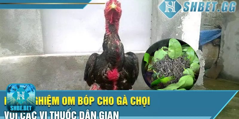 Kinh nghiệm om bóp cho gà chọi - Cách tắm – lau an toàn Kinh nghiệm om bóp cho gà chọi - Cách tắm – lau an toàn