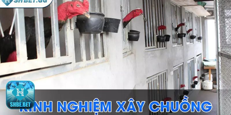 Cách nuôi gà chọi C1 - Xác định tiêu chí chiến kê Cách nuôi gà chọi C1 - Xác định tiêu chí chiến kê