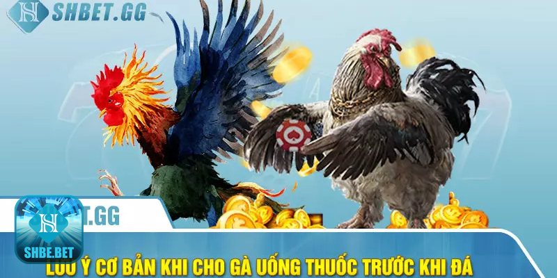 Cho gà uống thuốc gì trước khi đá - Men vi sinh và hỗ trợ tiêu hóa Cho gà uống thuốc gì trước khi đá - Men vi sinh và hỗ trợ tiêu hóa
