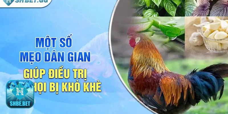 Gà chọi bị khò khè - Âm thở khác lạ và nhịp thở tăng