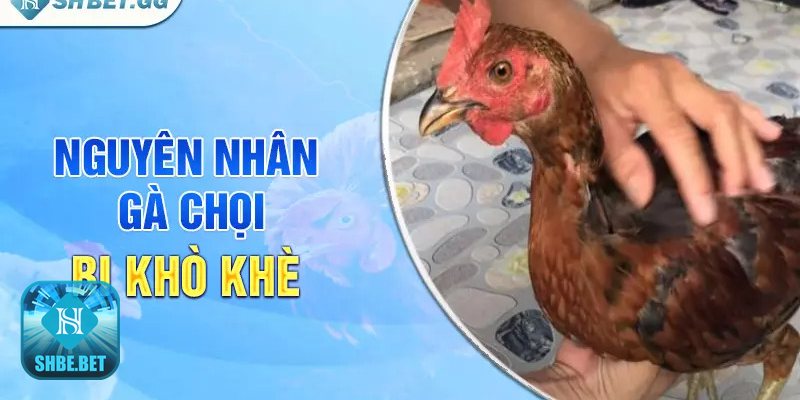 Gà chọi bị khò khè - Lây qua giống, trứng và đàn