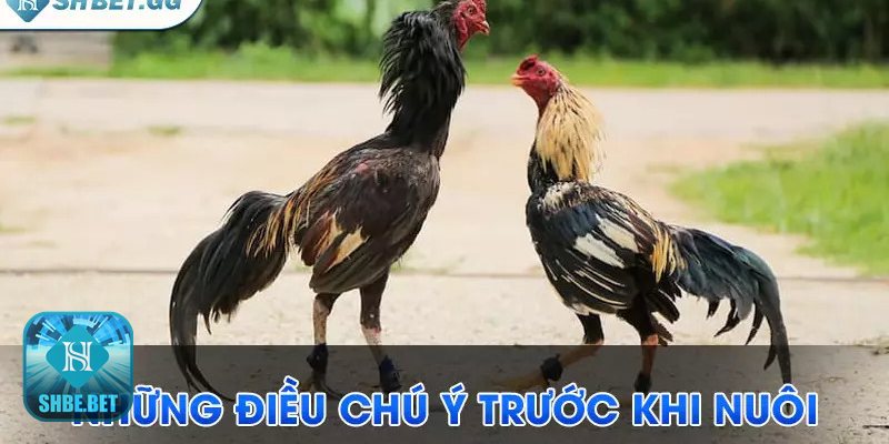Cách nuôi gà chọi C1 - Thiết kế chuồng và khu vận động Cách nuôi gà chọi C1 - Thiết kế chuồng và khu vận động