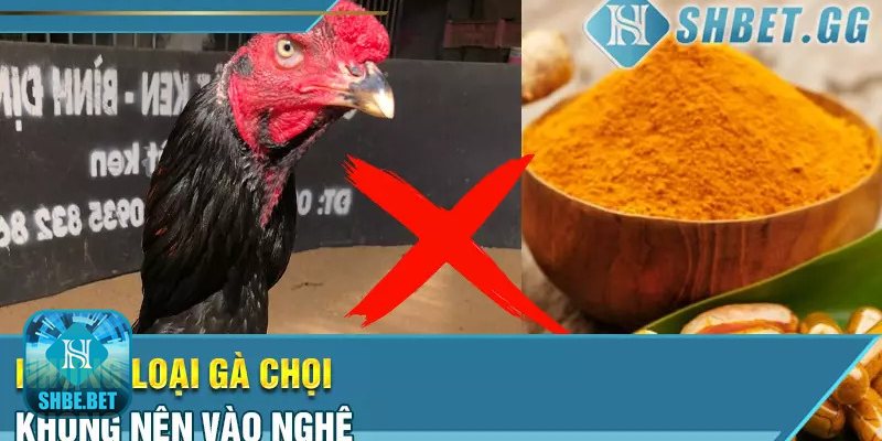 Cách vào nghệ cho gà chọi - Chuẩn bị hỗn hợp và dụng cụ theo chuẩn sư kê