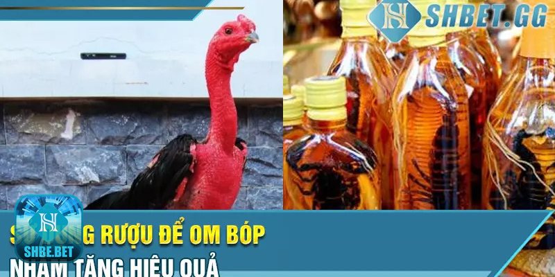 Kinh nghiệm om bóp cho gà chọi - Dinh dưỡng và chuồng trại: nền tảng của phục hồi tự nhiên Kinh nghiệm om bóp cho gà chọi - Dinh dưỡng và chuồng trại: nền tảng của phục hồi tự nhiên