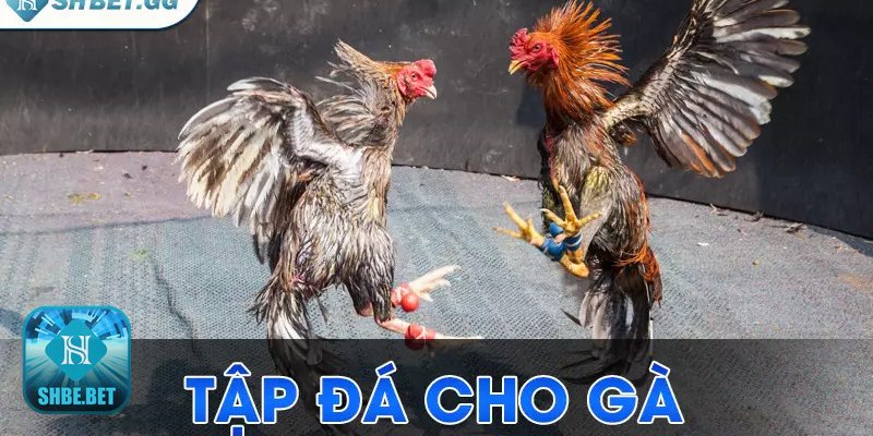 Cách nuôi gà chọi C1 - Giai đoạn trước giải Cách nuôi gà chọi C1 - Giai đoạn trước giải