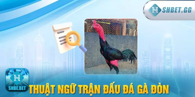 Đá gà đòn - Bảng kèo và thuật ngữ cần biết