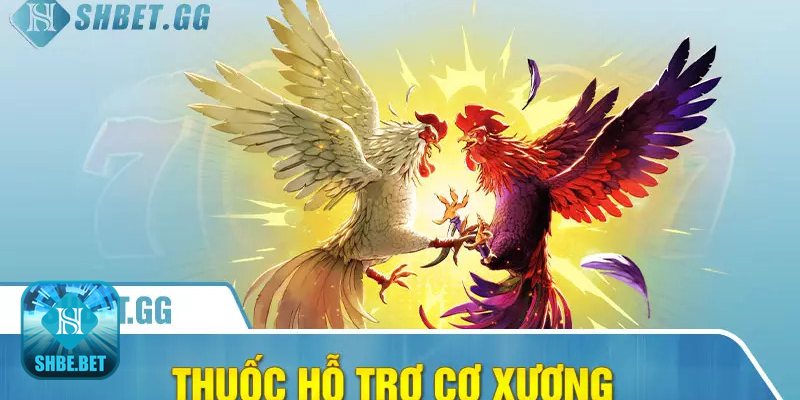 Cho gà uống thuốc gì trước khi đá - Khởi động và làm mát an toàn Cho gà uống thuốc gì trước khi đá - Khởi động và làm mát an toàn