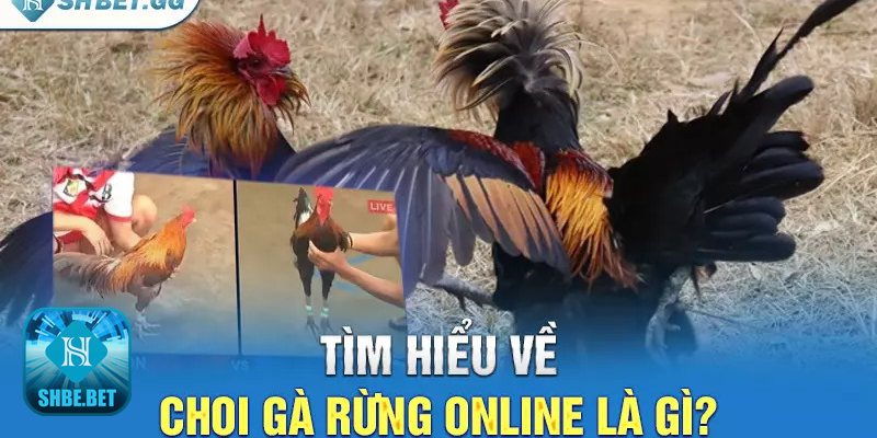 Chọi gà rừng online - Quan sát video và ngôn ngữ cơ thể