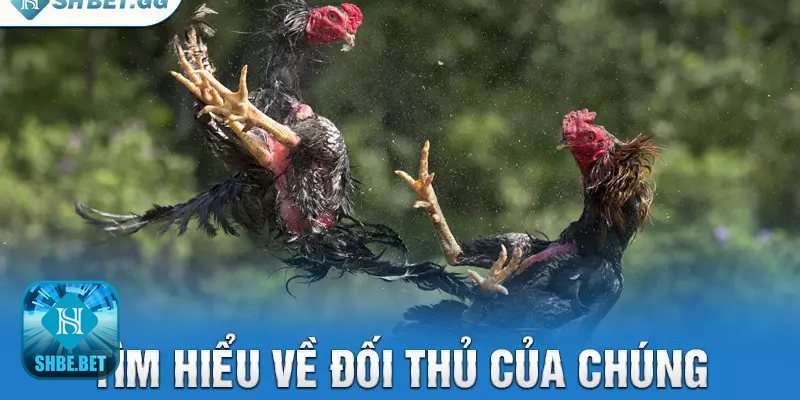 Chọi gà rừng online - Chia vốn theo bậc