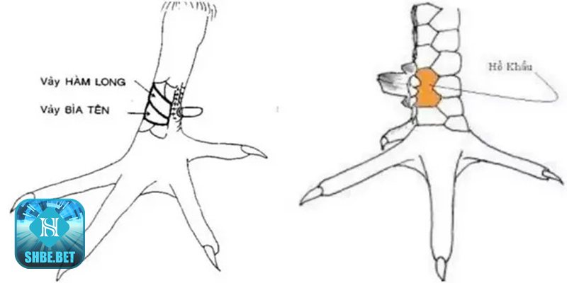 Xem vảy gà đá - Đại giáp – ba vảy nhập khối Xem vảy gà đá - Đại giáp – ba vảy nhập khối