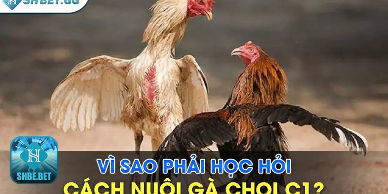 Cách nuôi gà chọi C1 - Vần hơi, vần đòn an toàn Cách nuôi gà chọi C1 - Vần hơi, vần đòn an toàn