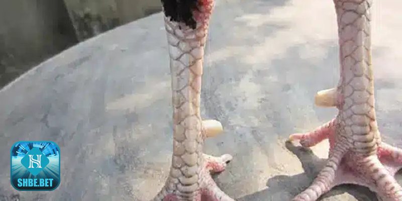 Xem vảy gà đá - Kích giáp – vị trí ở hàng thứ tư từ gối Xem vảy gà đá - Kích giáp – vị trí ở hàng thứ tư từ gối