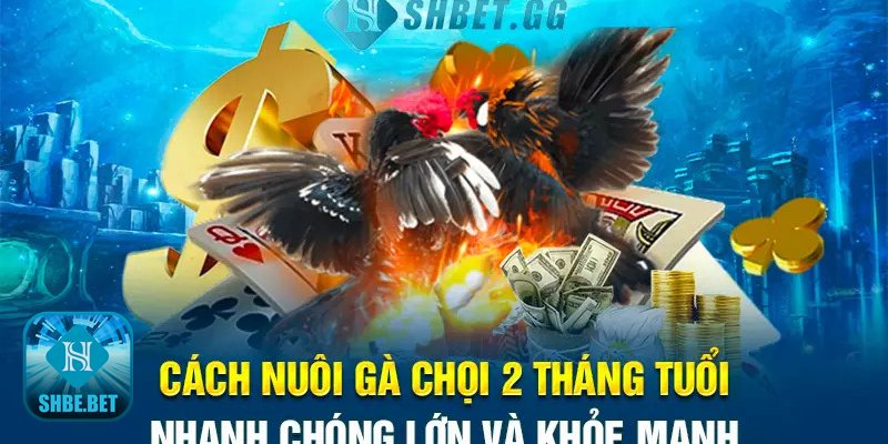 Gà chọi 2 tháng tuổi - Dáng lông – tướng mạo nên ưu tiên Gà chọi 2 tháng tuổi - Dáng lông – tướng mạo nên ưu tiên