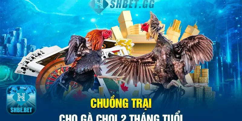 Gà chọi 2 tháng tuổi - Phân dòng theo mục tiêu nuôi Gà chọi 2 tháng tuổi - Phân dòng theo mục tiêu nuôi