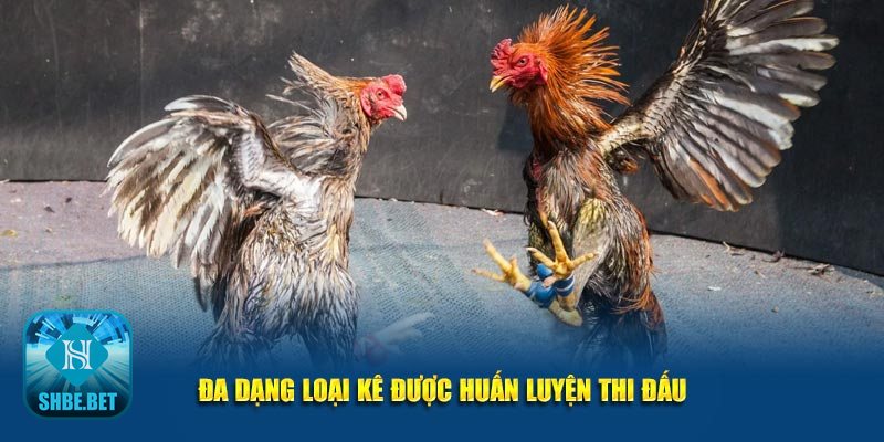 Đá gà cựa sắt - Khái niệm cô đọng Đá gà cựa sắt - Khái niệm cô đọng