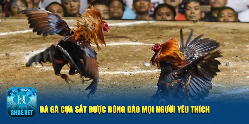 Đá gà cựa sắt - Đa dạng thị trường & cách vào kèo Đá gà cựa sắt - Đa dạng thị trường & cách vào kèo
