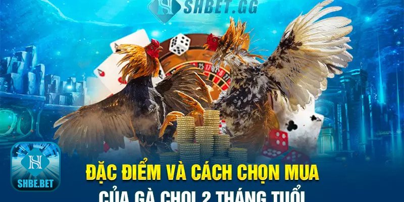 Gà chọi 2 tháng tuổi - Nước uống & bổ sung Gà chọi 2 tháng tuổi - Nước uống & bổ sung