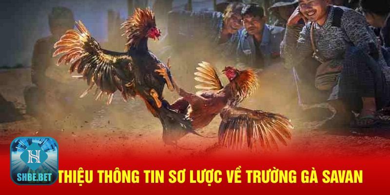 Trường gà savan - Không gian thi đấu chuẩn mực