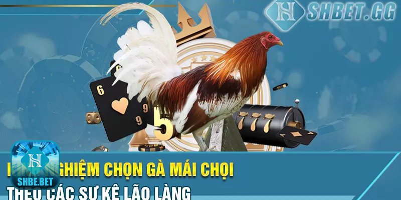 Kinh nghiệm đúc gà chọi - Dáng – mắt – mỏ: ba điểm nhìn đầu tiên