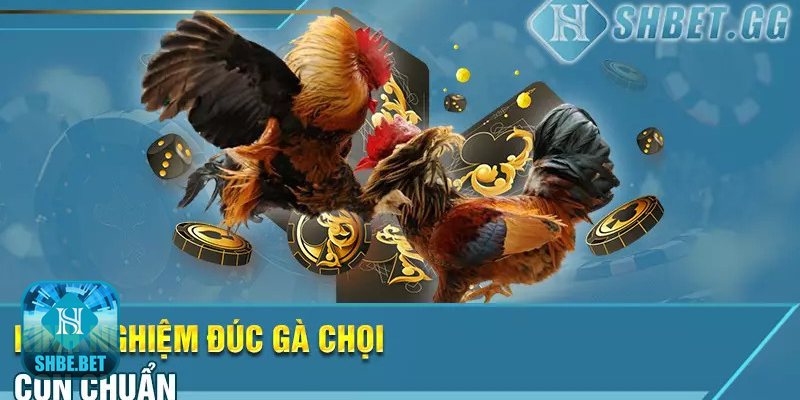 Kinh nghiệm đúc gà chọi - Sức nền và form xương