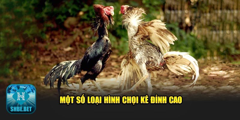 Đá gà trực tiếp thomo - Đá gà trực tiếp thomo là gì và vì sao cuốn hút? Đá gà trực tiếp thomo - Đá gà trực tiếp thomo là gì và vì sao cuốn hút?