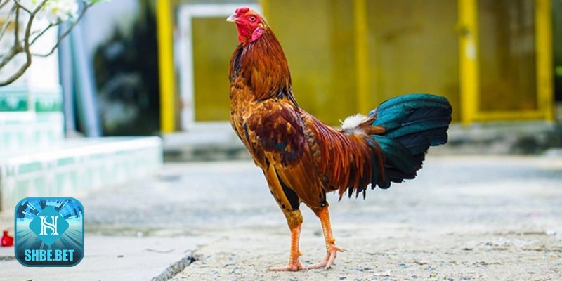 Đá gà trực tiếp bình luận viên - Trận đẳng cấp quốc tế Đá gà trực tiếp bình luận viên - Trận đẳng cấp quốc tế