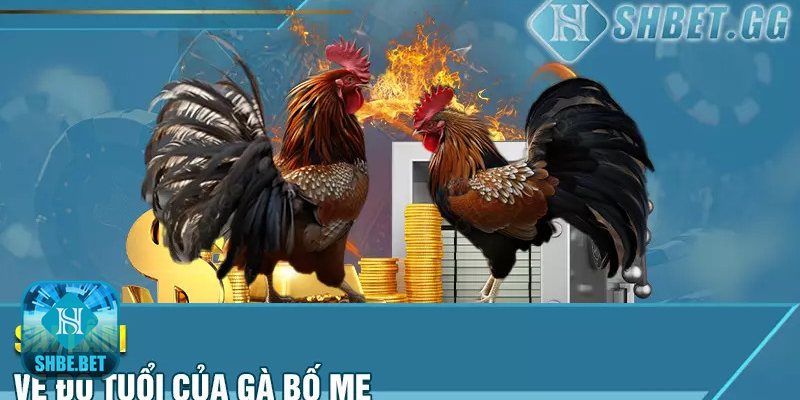 Kinh nghiệm đúc gà chọi - Úm con – xây nền sức bền
