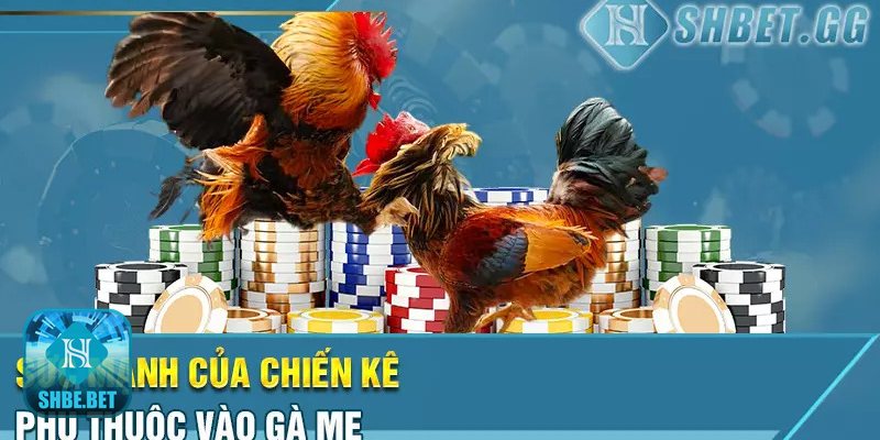 Kinh nghiệm đúc gà chọi - Chọn bố mẹ quá già hoặc quá non