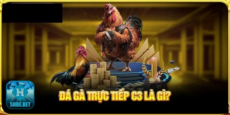Đá gà philippines - Kinh nghiệm nâng cao tỉ lệ thắng khi theo dõi và đặt kèo Đá gà philippines - Kinh nghiệm nâng cao tỉ lệ thắng khi theo dõi và đặt kèo