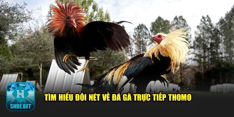Đá gà trực tiếp thomo - Thể thức thi đấu nổi bật tại đá gà trực tiếp thomo Đá gà trực tiếp thomo - Thể thức thi đấu nổi bật tại đá gà trực tiếp thomo