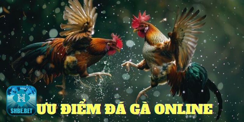 Đá gà online - Linh hoạt thời gian và không gian Đá gà online - Linh hoạt thời gian và không gian